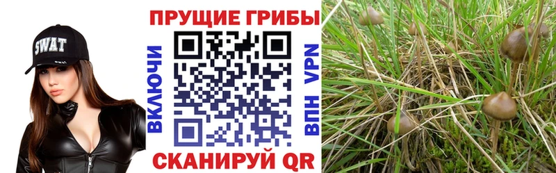 Купить где  Салаир  Галлюциногенные грибы GOLDEN TEACHER 